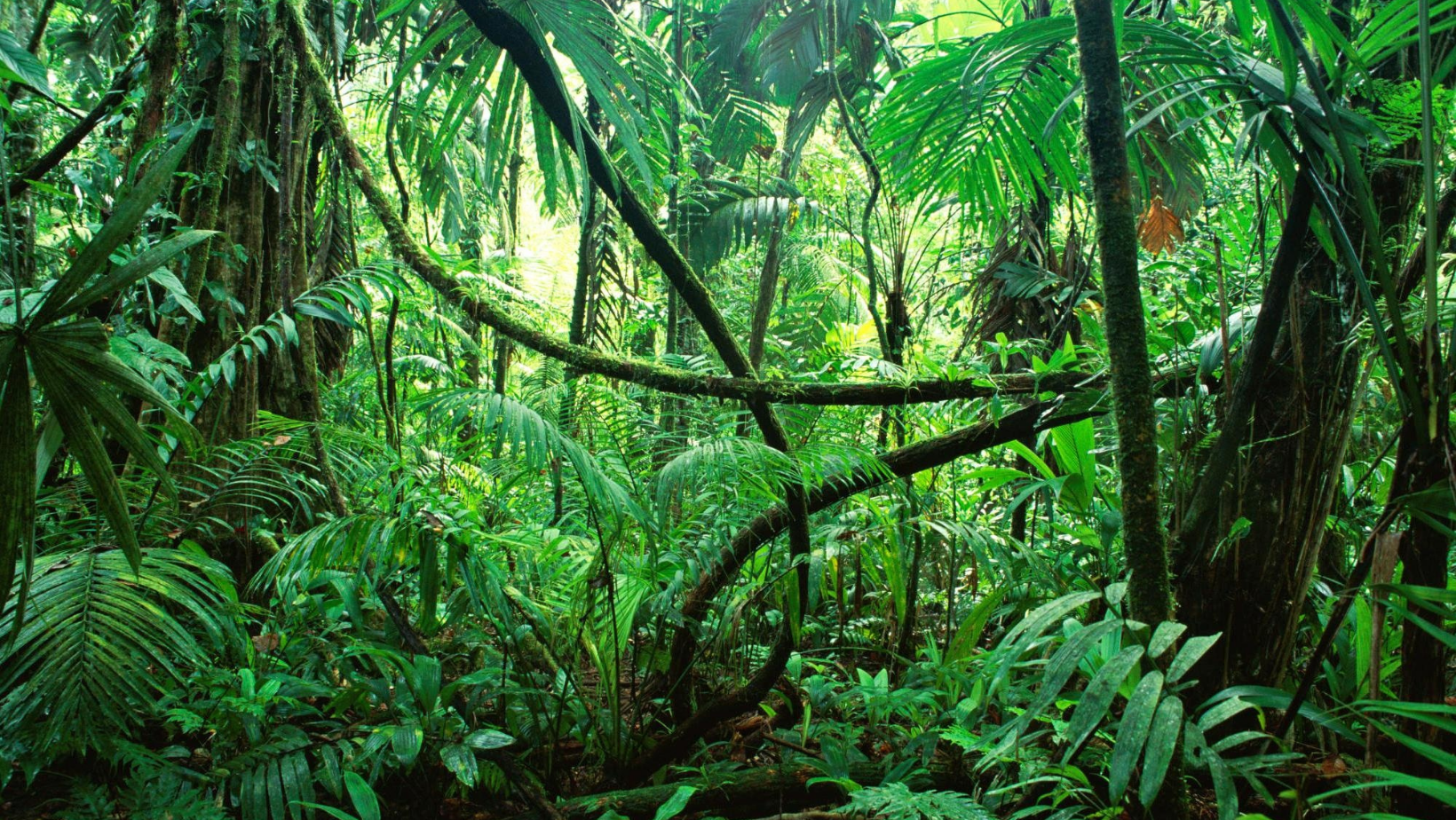 Lush rainforest at Vista Celestia yoga retreat